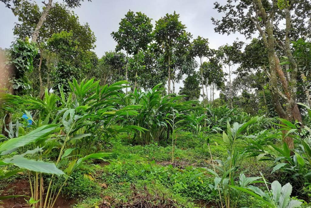 Farmstay In ചില്ലുകൂടാരം At Les Domki Et Al. Vagamon Exterior photo